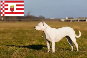 Read more about the article Dogo Argentino breeders and puppies in Bremen