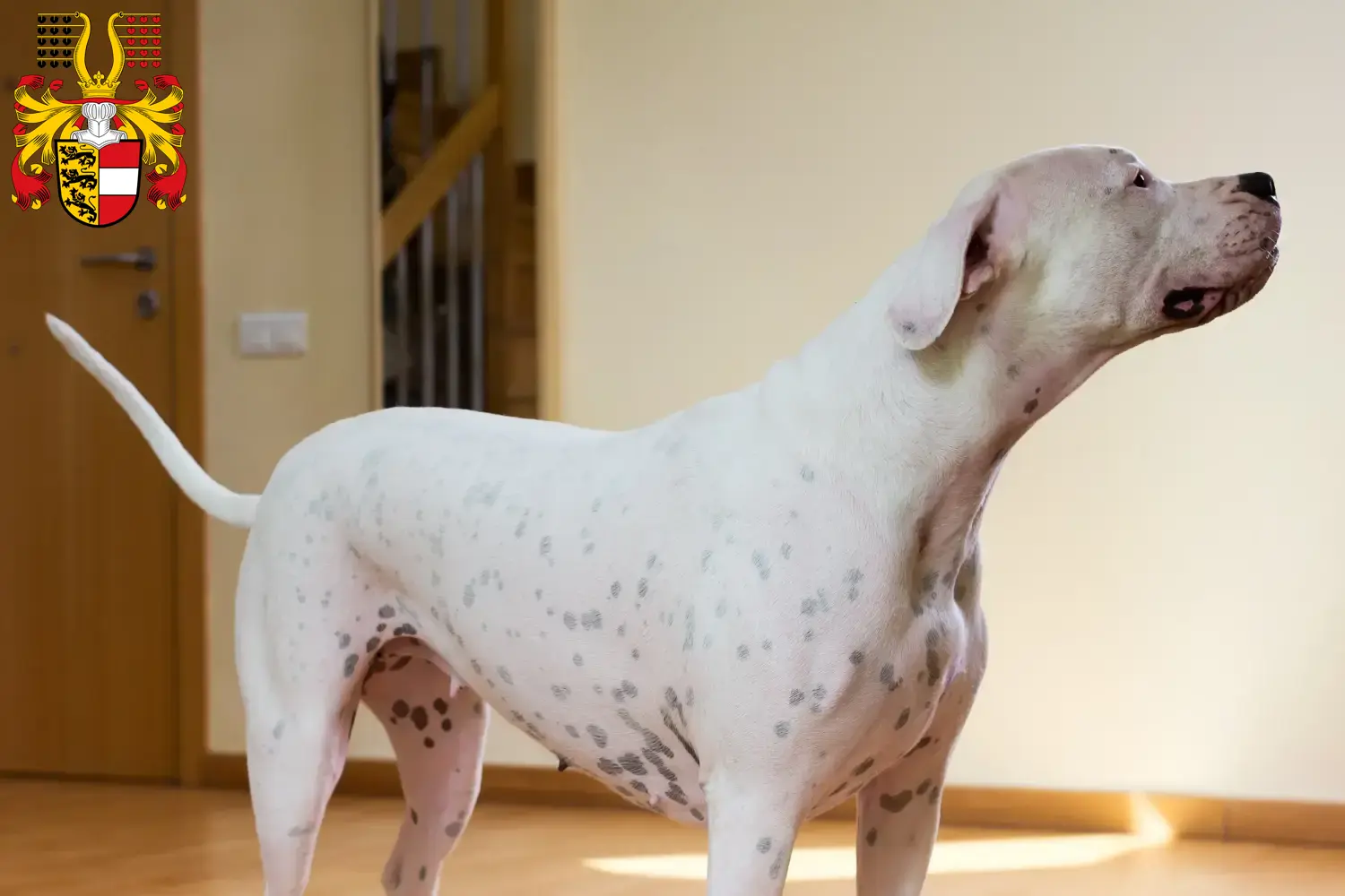 Read more about the article Dogo Argentino breeders and puppies in Carinthia