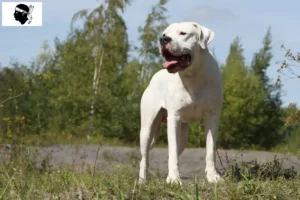 Read more about the article Dogo Argentino breeders and puppies in Corsica