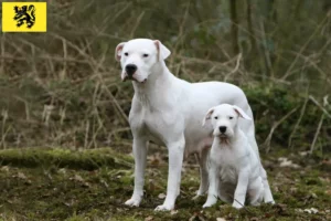 Read more about the article Dogo Argentino breeders and puppies in Flanders