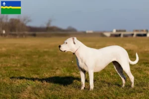 Read more about the article Dogo Argentino breeders and puppies in Flevoland