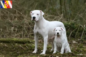 Read more about the article Dogo Argentino breeders and puppies in Grand Est