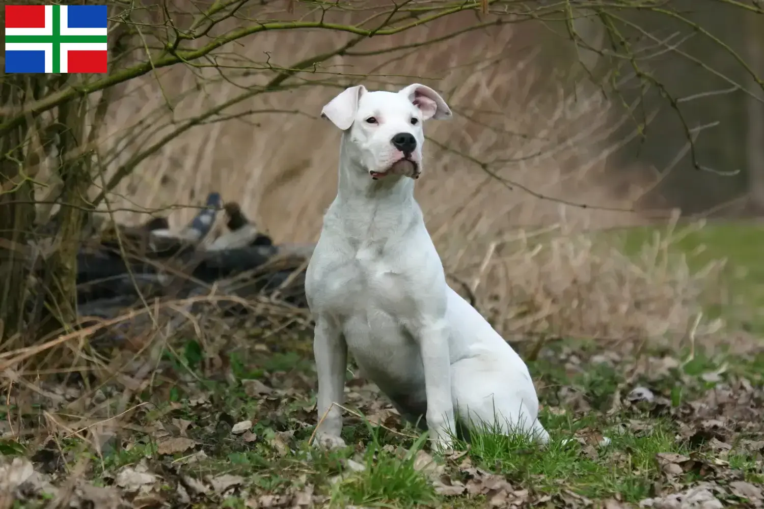 Read more about the article Dogo Argentino breeders and puppies in Groningen