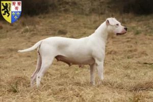 Read more about the article Dogo Argentino breeders and puppies in Hauts-de-France