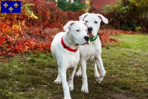 Read more about the article Dogo Argentino breeders and puppies in Île-de-France