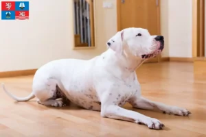 Read more about the article Dogo Argentino breeders and puppies in Karlsbad