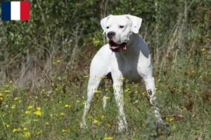 Read more about the article Dogo Argentino breeders and puppies in Martinique