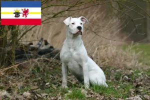 Read more about the article Dogo Argentino breeders and puppies in Mecklenburg-Vorpommern