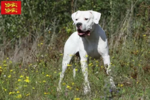 Read more about the article Dogo Argentino breeders and puppies in Normandy