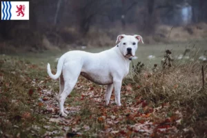 Read more about the article Dogo Argentino breeders and puppies in Nouvelle-Aquitaine