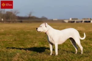 Read more about the article Dogo Argentino breeders and puppies in Occitania