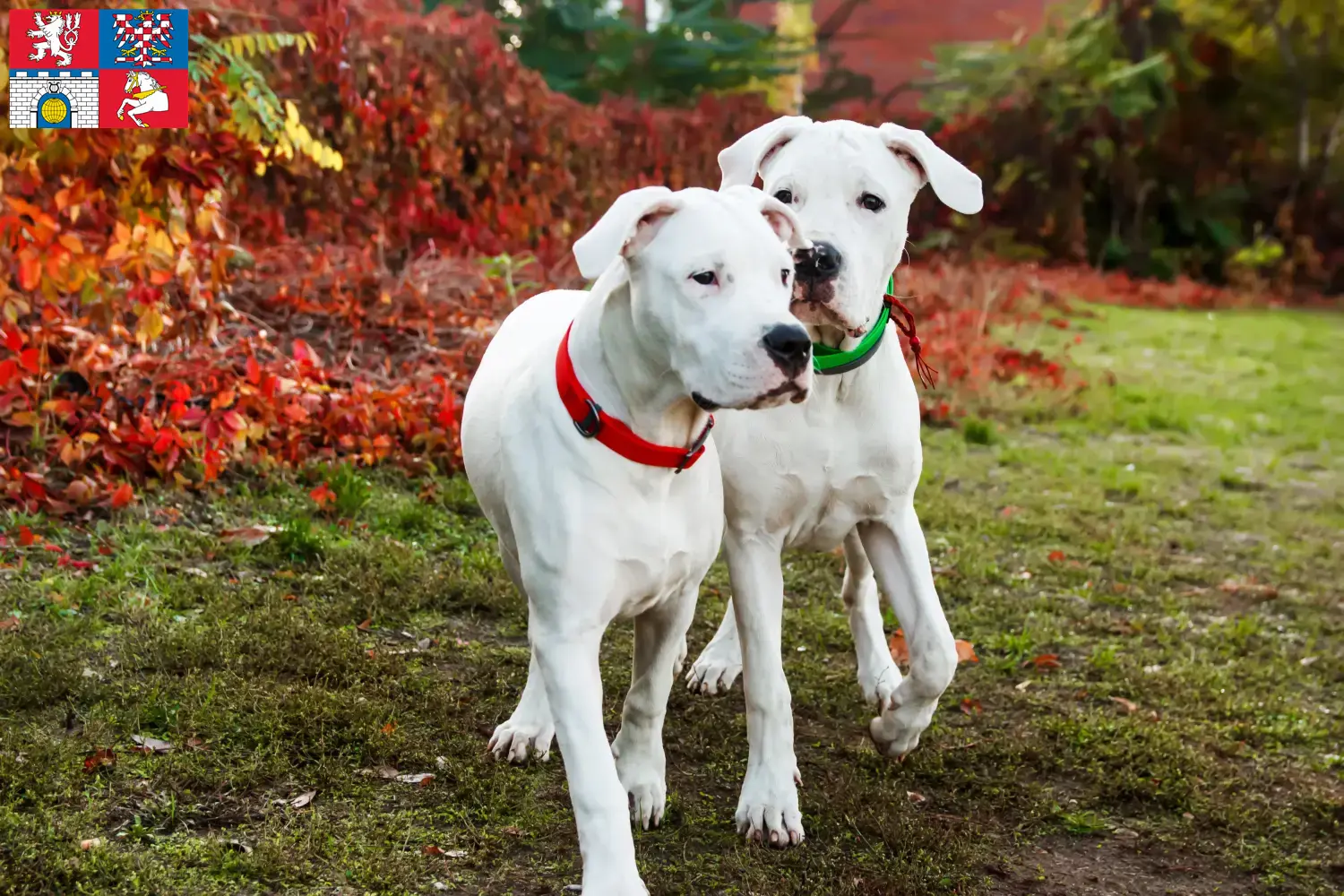 Read more about the article Dogo Argentino breeders and puppies in Pardubice