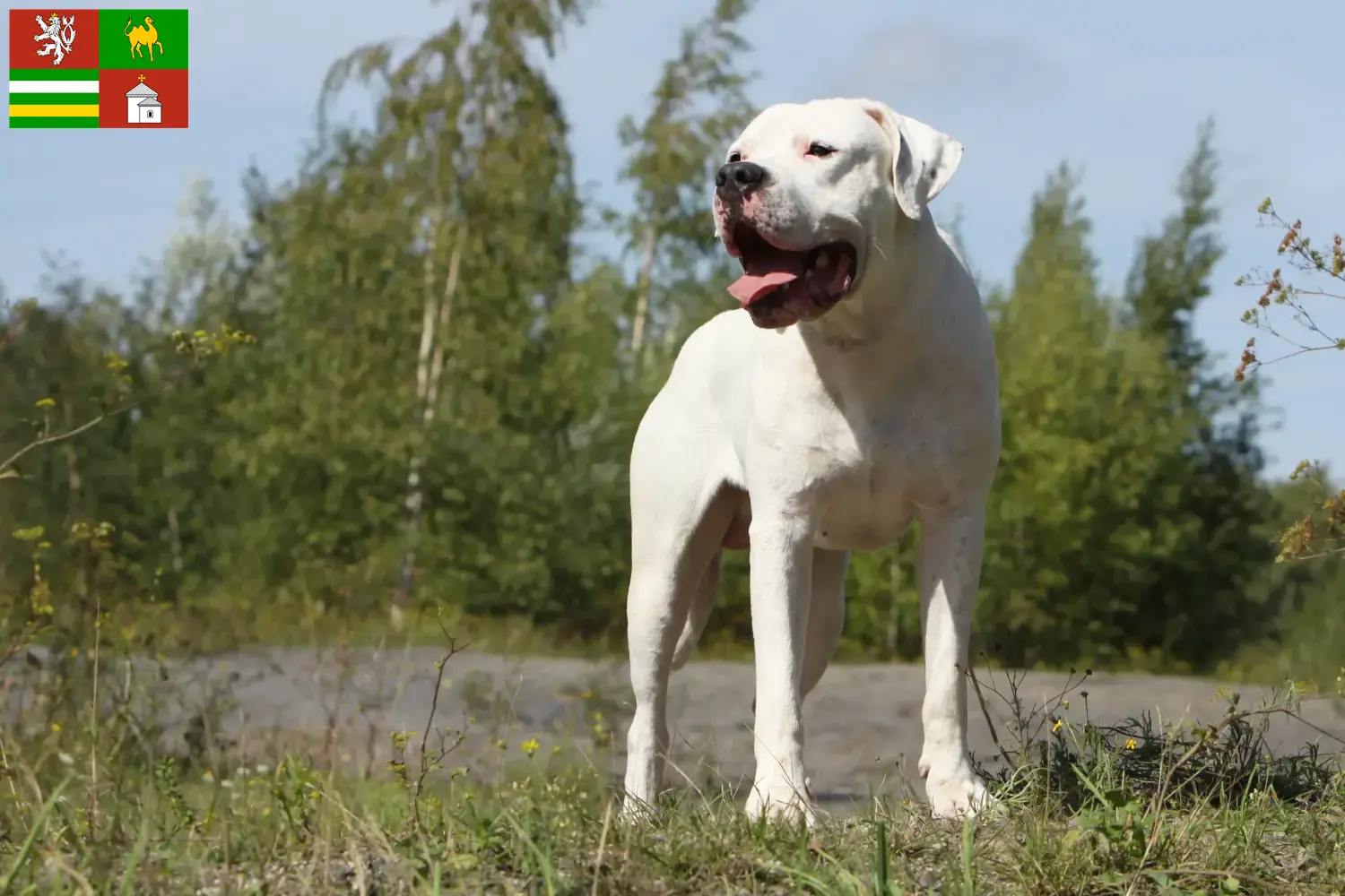 Read more about the article Dogo Argentino breeders and puppies in Pilsen