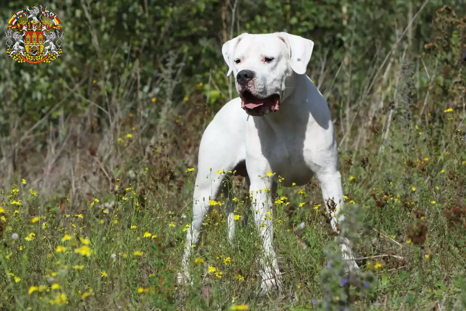 Read more about the article Dogo Argentino breeders and puppies in Prague