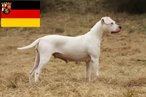 Read more about the article Dogo Argentino breeders and puppies in Rhineland-Palatinate