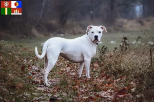 Read more about the article Dogo Argentino breeders and puppies in South Bohemia