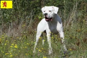 Read more about the article Dogo Argentino breeders and puppies in South Holland