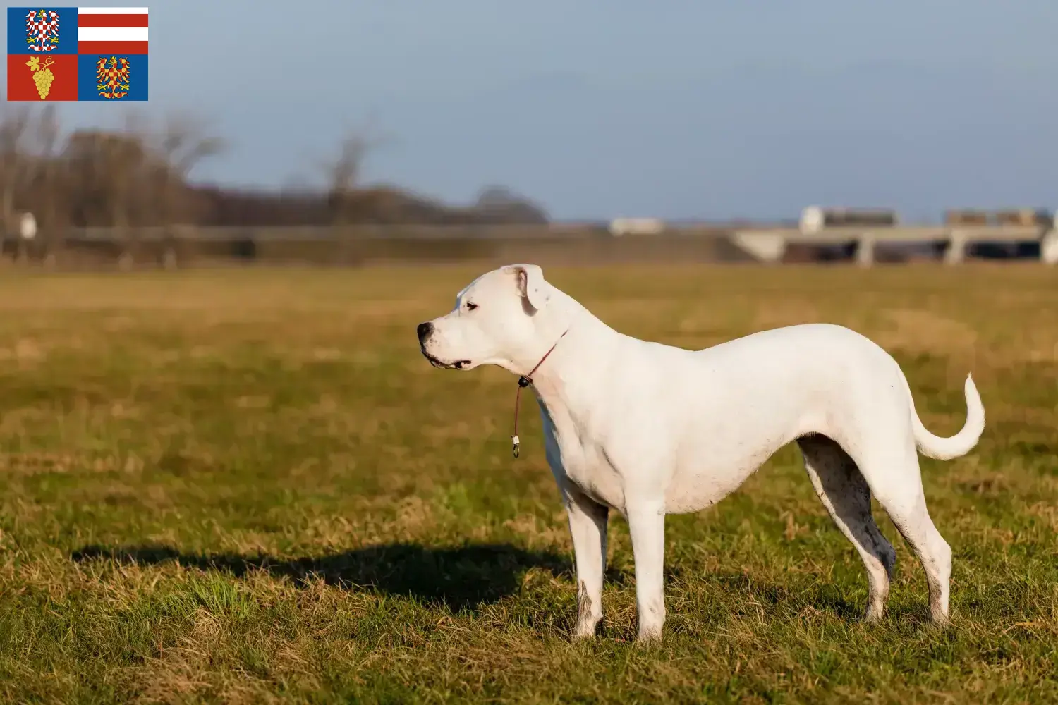 Read more about the article Dogo Argentino breeders and puppies in South Moravia