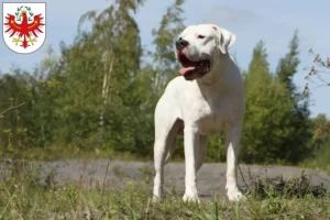 Read more about the article Dogo Argentino breeders and puppies in Tyrol