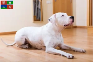 Read more about the article Dogo Argentino breeders and puppies in Ústí