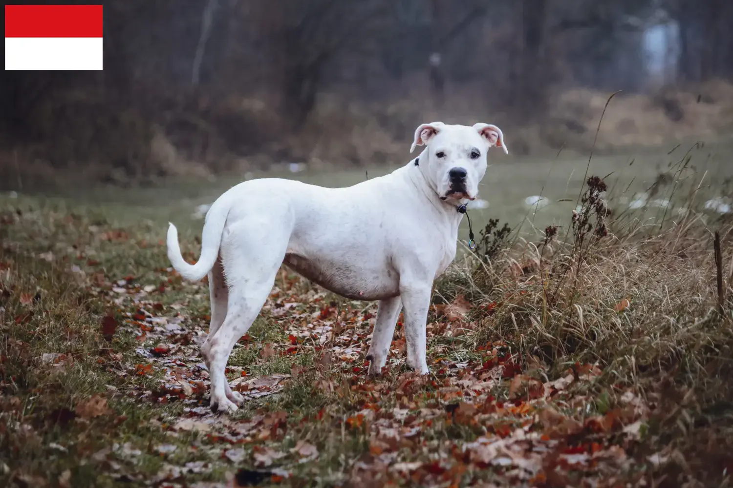 Read more about the article Dogo Argentino breeders and puppies in Vienna