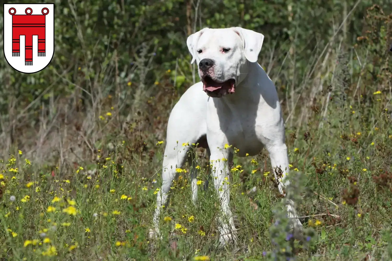 Read more about the article Dogo Argentino breeders and puppies in Vorarlberg