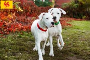 Read more about the article Dogo Argentino breeders and puppies in Walloon Region