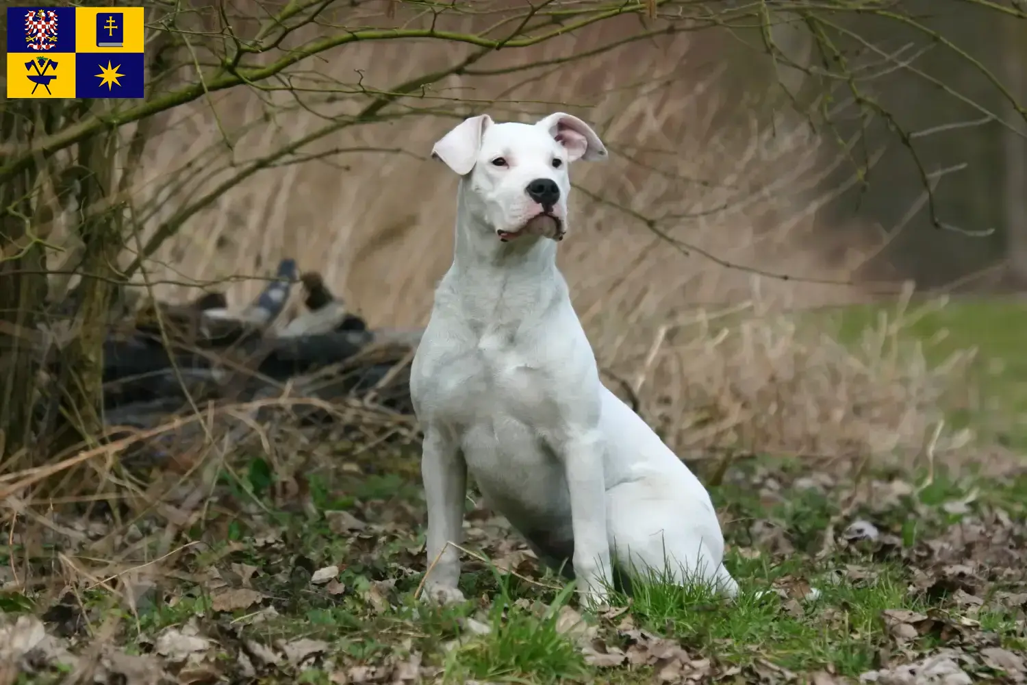 Read more about the article Dogo Argentino breeders and puppies in Zlín