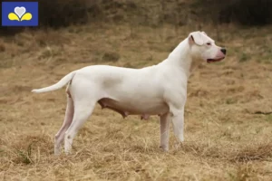 Read more about the article Dogo Argentino breeders and puppies in Brussels-Capital Region