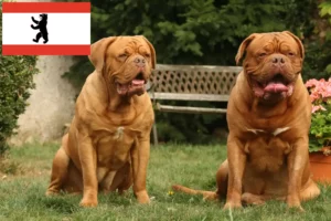 Read more about the article Dogue de Bordeaux breeders and puppies in Berlin