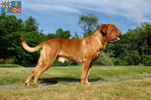 Read more about the article Dogue de Bordeaux breeders and puppies in Bourgogne-Franche-Comté