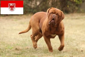 Read more about the article Dogue de Bordeaux breeders and puppies in Brandenburg