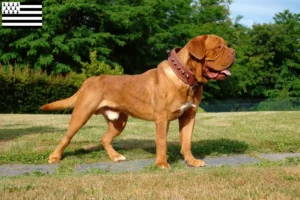 Read more about the article Dogue de Bordeaux breeders and puppies in Brittany