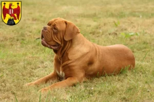 Read more about the article Dogue de Bordeaux breeders and puppies in Burgenland