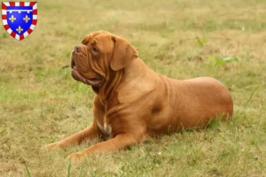 Read more about the article Dogue de Bordeaux breeders and puppies in Centre-Val de Loire