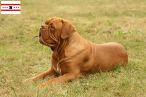 Read more about the article Dogue de Bordeaux breeders and puppies in Drenthe