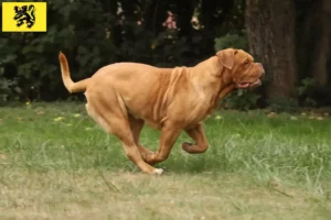 Read more about the article Dogue de Bordeaux breeders and puppies in Flanders