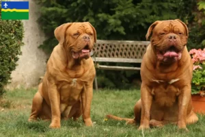 Read more about the article Dogue de Bordeaux breeders and puppies in Flevoland