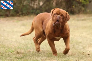 Read more about the article Dogue de Bordeaux breeders and puppies in Friesland