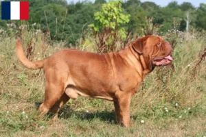 Read more about the article Dogue de Bordeaux breeders and puppies in Guadeloupe