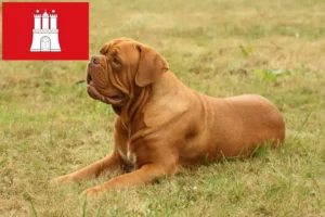 Read more about the article Dogue de Bordeaux breeders and puppies in Hamburg