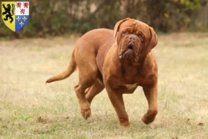 Read more about the article Dogue de Bordeaux breeders and puppies in Hauts-de-France