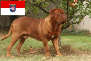 Read more about the article Dogue de Bordeaux breeders and puppies in Hesse