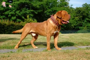 Read more about the article Dogue de Bordeaux breeders and puppies in Hovedstaden