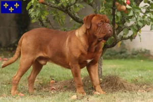 Read more about the article Dogue de Bordeaux breeders and puppies in Île-de-France