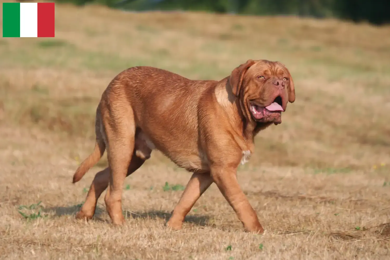 Read more about the article Dogue de Bordeaux breeders and puppies in Italy