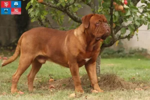 Read more about the article Dogue de Bordeaux breeders and puppies in Karlsbad