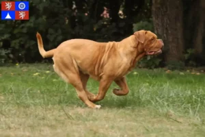 Read more about the article Dogue de Bordeaux breeders and puppies in Liberec