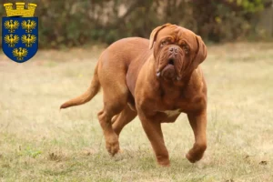 Read more about the article Dogue de Bordeaux breeders and puppies in Lower Austria