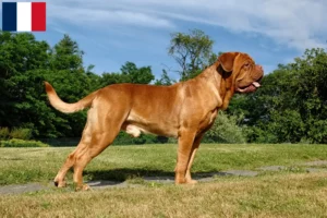 Read more about the article Dogue de Bordeaux breeders and puppies in Martinique